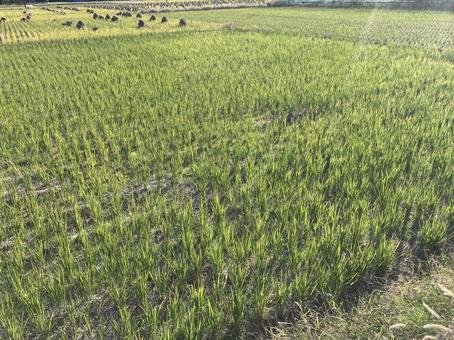 田んぼ 田んぼ,稲作,お米の写真素材