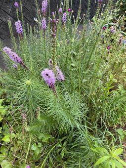 What is Liatris?, JPG