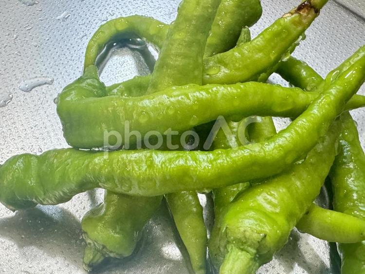 夏野菜のイメージ　ししとう 野菜,夏野菜,ししとうの写真素材