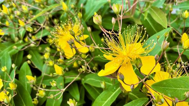 Vivid yellow blooming weeping willow, JPG Vivid yellow blooming weeping willow, JPG