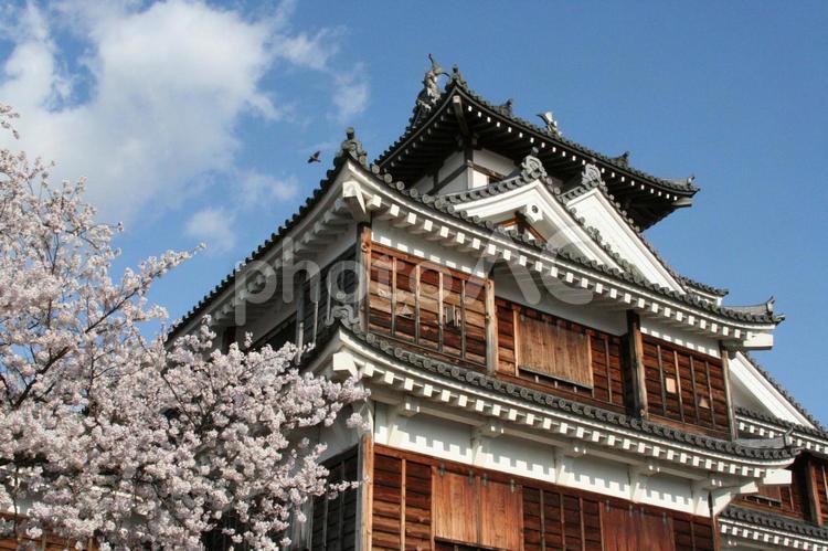 福知山城と桜 福知山,城,建築の写真素材