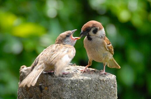 すずめの子育て スズメ,自然,野鳥の写真素材