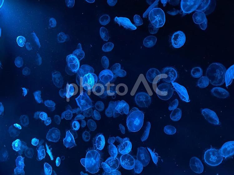 水族館のクラゲ クラゲ,海月,水族館の写真素材
