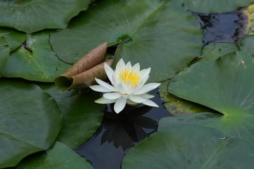 Photo, water lily, a lotus, summer flowers, 