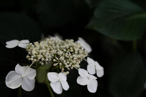 Hydrangea, JPG