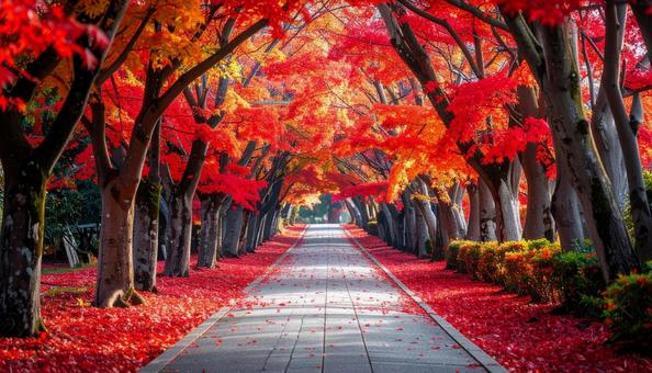 赤と黄色の紅葉に囲まれた静かな道 赤と黄色の紅葉に囲まれた静かな道の写真