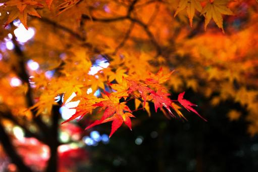黄色く色づくもみじ 黄色く色づくもみじの写真
