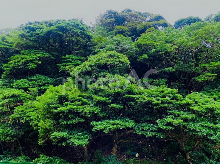 木 木,緑,背景の写真素材