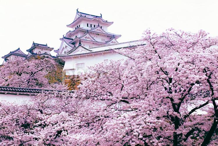 淡く綺麗な桜と白く美しい姫路城 姫路城,白鷺城,桜の写真素材