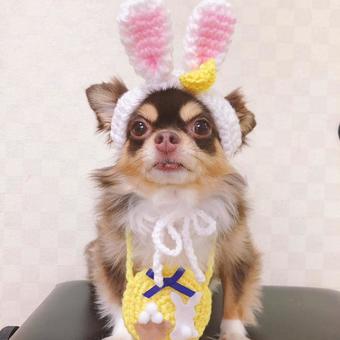 Moon-viewing rabbit, JPG Moon-viewing rabbit, JPG