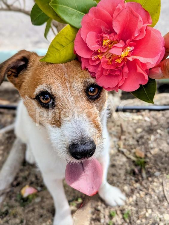 椿の花のヘアアクセサリー 犬,ジャックラッセルテリア,花の写真素材