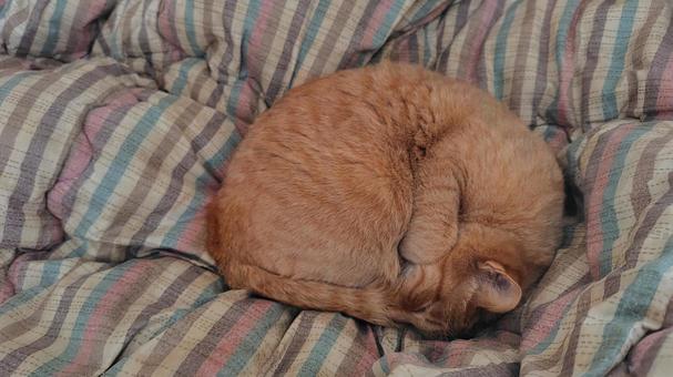 寝ている茶トラ 茶トラ,猫,雌の写真素材