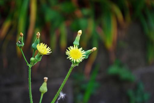 ノゲシの花 ノゲシの花の写真