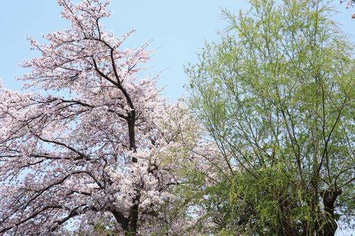 cherry blossoms, primavera, fiore, fiore, JPG