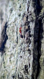 木の幹を登る小さなアリ 木の幹を登る小さなアリ アリ,昆虫,虫の写真素材