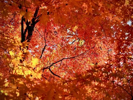 秋、鮮やかな渦の中 02 錦秋,紅葉,イロハモミジの写真素材