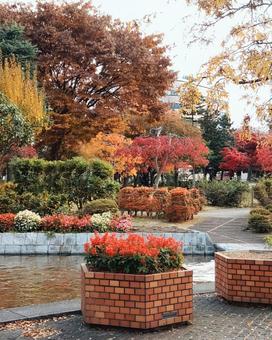 鮮やかな秋色に染まった公園 鮮やかな秋色に染まった公園 秋,紅葉,秋色の写真素材