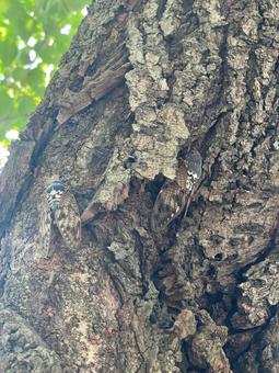 セミダブル セミダブル 背景,セミ,蝉の写真素材