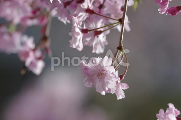 しだれ桜 しだれ桜,桜,春の写真素材