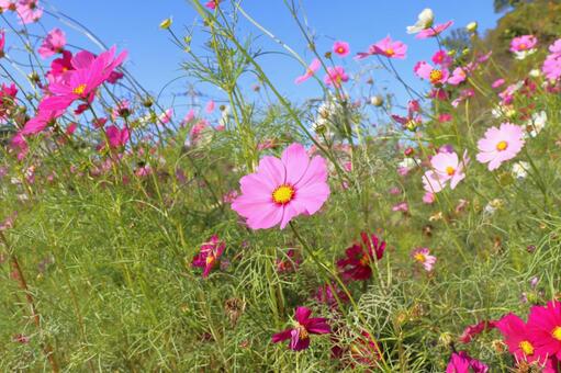 コスモス　花　青空 花,コスモス,秋桜の写真素材
