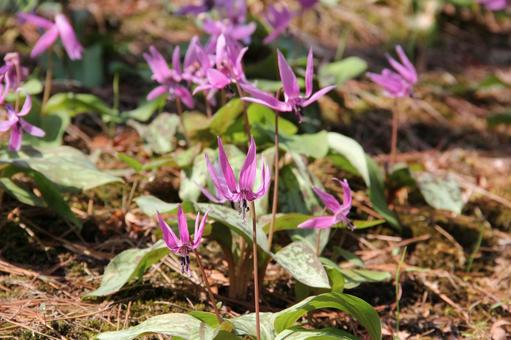 カタクリ カタクリの写真
