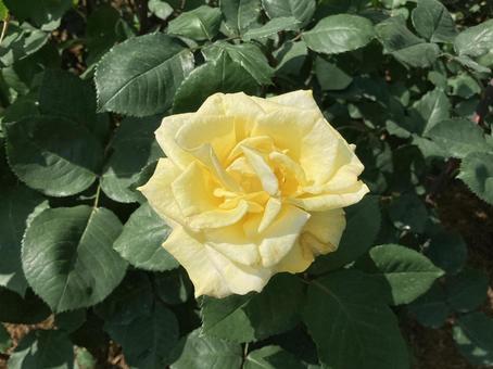 バラ バラ,ローズ,花びらの写真素材