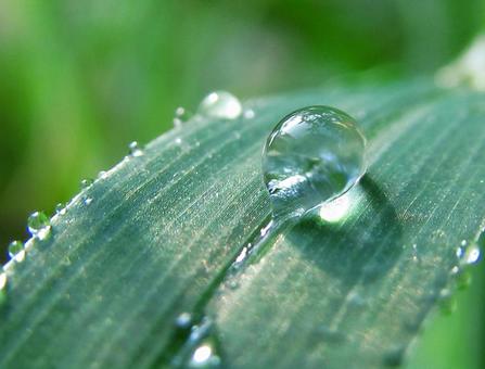 水滴と緑の葉の風景 水滴と緑の葉の風景 水滴,しずく,雨の写真素材