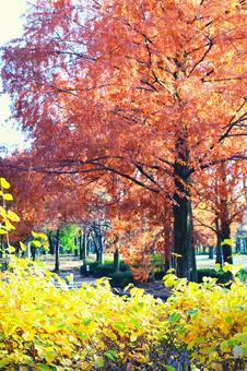 美しい紅葉の景色 美しい紅葉の景色の写真
