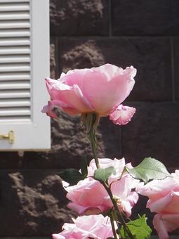 薔薇 桃香 薔薇 桃香の写真