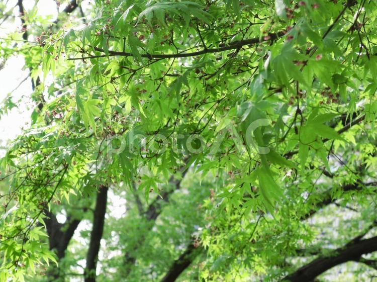 見渡す限りの緑 緑,もみじ,グリーンの写真素材