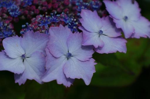 Photo, hydrangea, flower, hydrangea plant, 