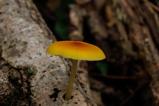 森の木陰で見つけたキノコ キノコ,茸,秋の写真素材