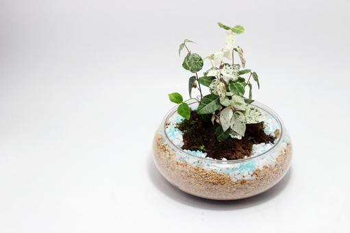 鉢植え 鉢植えの写真