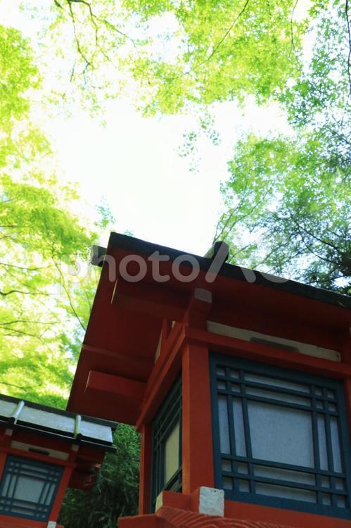 青葉と灯篭（6月撮影） 貴船神社,灯篭,青葉の写真素材
