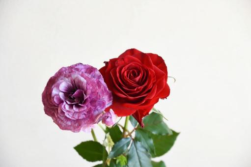 薔薇とラナンキュラス 赤い薔薇,花,ばらの写真素材
