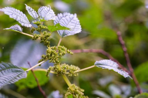 アオミズ アオミズ,青水,青みずの写真素材