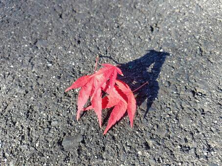 もみじ2枚 紅葉,秋,もみじの写真素材