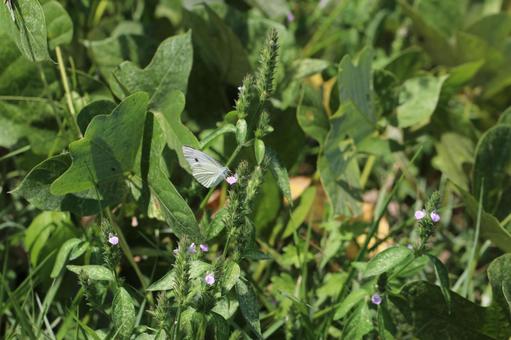 紫の花に止まるモンシロチョウ モンシロチョウ,ちょうちょ,花の写真素材