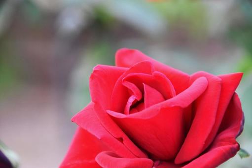 薔薇 薔薇の写真