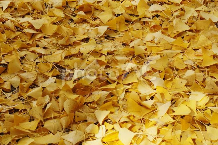 イチョウの絨毯 イチョウ,落ち葉,地面の写真素材