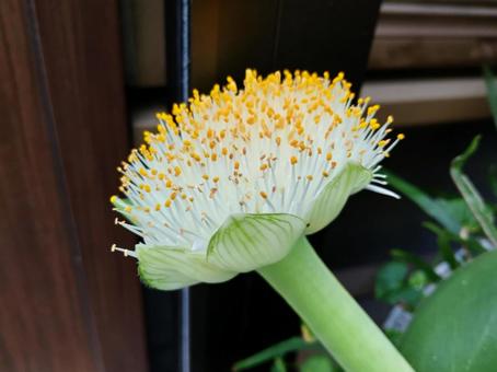 白いブラシ状のマユハケオモト 花,マユハケオモト,眉刷毛万年青の写真素材