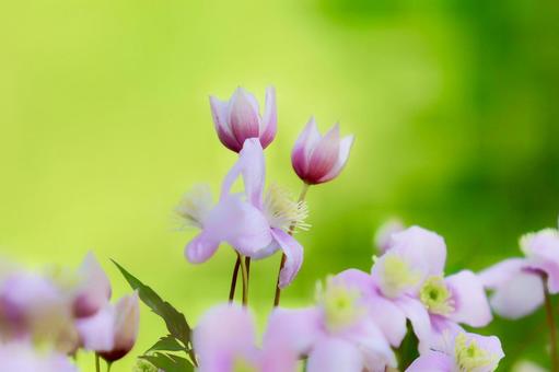 クレマチス・サンタナの写真