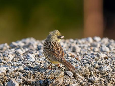 地面を歩くアオジ 地面を歩くアオジ アオジ,野鳥,鳥の写真素材
