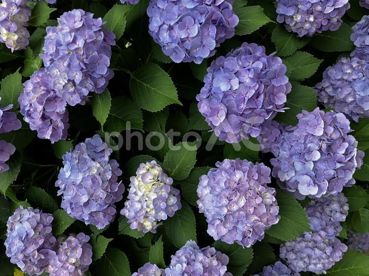 紫陽花　あじさい　アジサイ　花 紫陽花,アジサイ,あじさいの写真素材