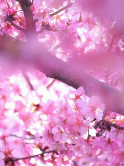 春爛漫 河津桜 春爛漫 河津桜の写真