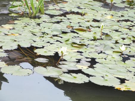 池に咲く蓮の花 池に咲く蓮の花の写真