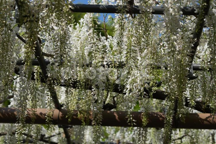 フジ（藤：野田白藤） 藤棚,藤の花,愛知県江南市の写真素材