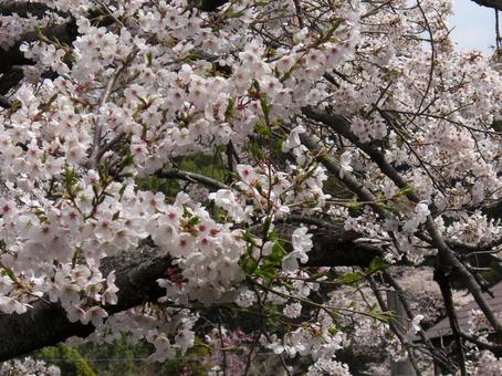 清水公園の桜-30 清水公園の桜-30 清水公園,千葉県野田市,桜の木の写真素材