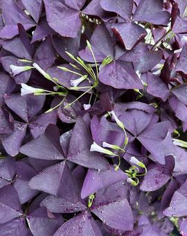 鮮やかな紫色のインカノカタバミの写真