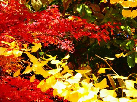 紅葉（生坂・京ヶ倉） 紅葉,もみじ,秋の写真素材